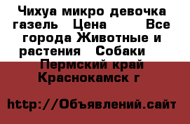 Чихуа микро девочка газель › Цена ­ 65 - Все города Животные и растения » Собаки   . Пермский край,Краснокамск г.